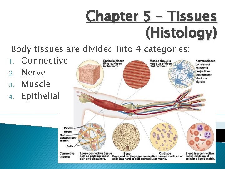 Chapter 5 – Tissues (Histology) Body tissues are divided into 4 categories: 1. Connective
