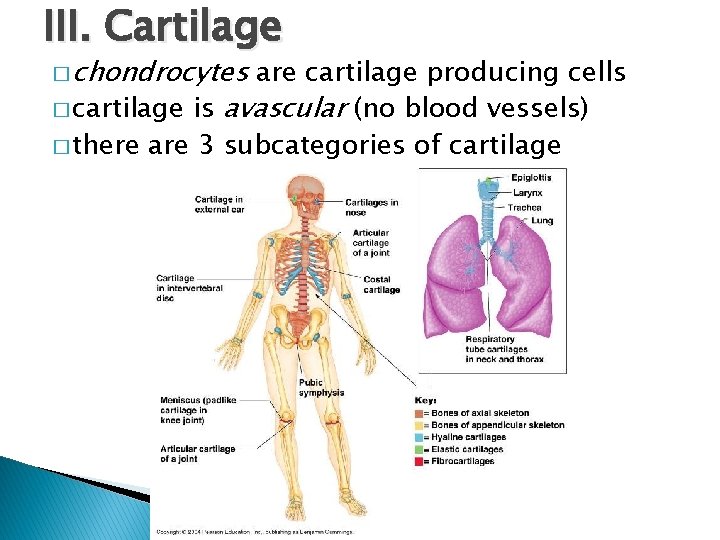 III. Cartilage � chondrocytes are cartilage producing cells � cartilage is avascular (no blood