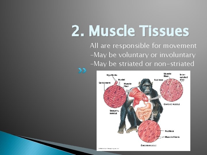 2. Muscle Tissues All are responsible for movement -May be voluntary or involuntary -May