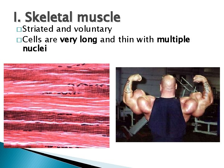 I. Skeletal muscle � Striated and voluntary � Cells are very long and thin
