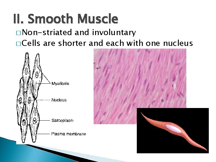 II. Smooth Muscle � Non-striated and involuntary � Cells are shorter and each with