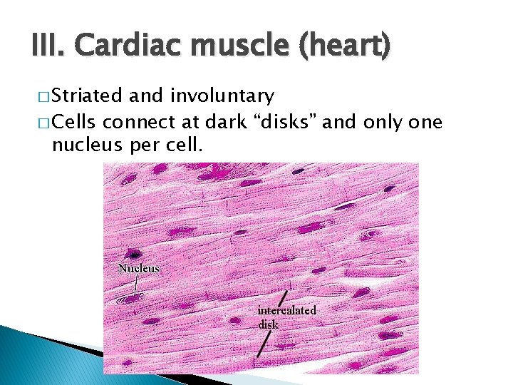 III. Cardiac muscle (heart) � Striated and involuntary � Cells connect at dark “disks”