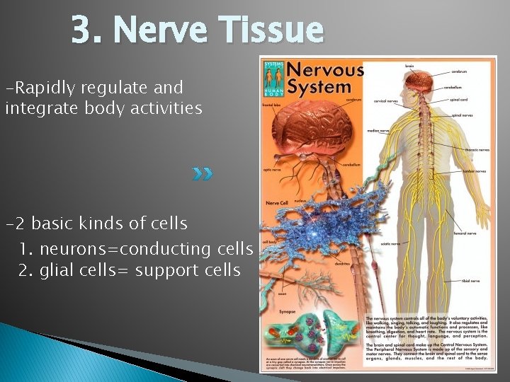 3. Nerve Tissue -Rapidly regulate and integrate body activities -2 basic kinds of cells