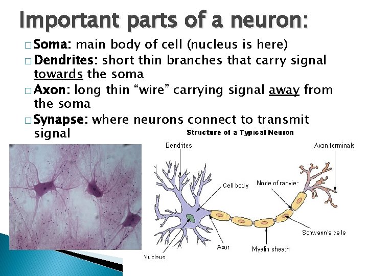 Important parts of a neuron: � Soma: main body of cell (nucleus is here)