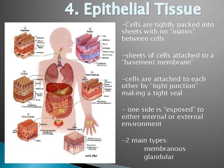 4. Epithelial Tissue -Cells are tightly packed into sheets with no “matrix” between cells