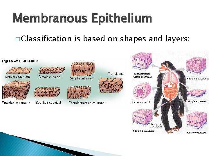 Membranous Epithelium � Classification is based on shapes and layers: 
