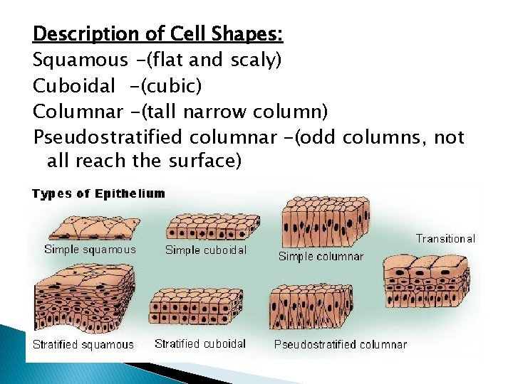 Description of Cell Shapes: Squamous -(flat and scaly) Cuboidal -(cubic) Columnar -(tall narrow column)