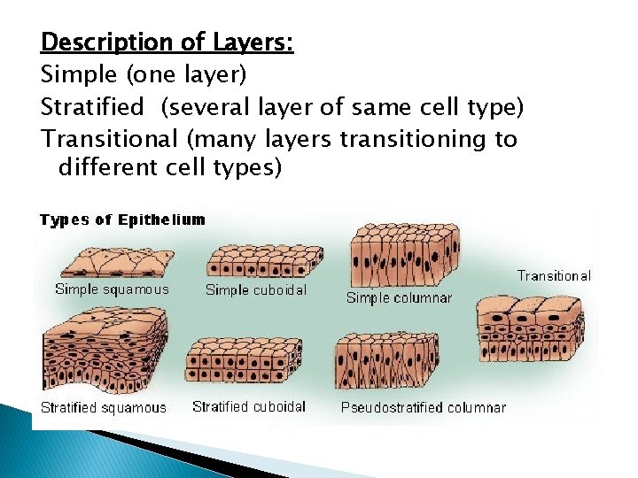 Description of Layers: Simple (one layer) Stratified (several layer of same cell type) Transitional
