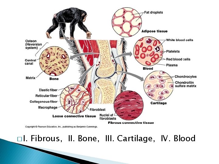 � I. Fibrous, II. Bone, III. Cartilage, IV. Blood 