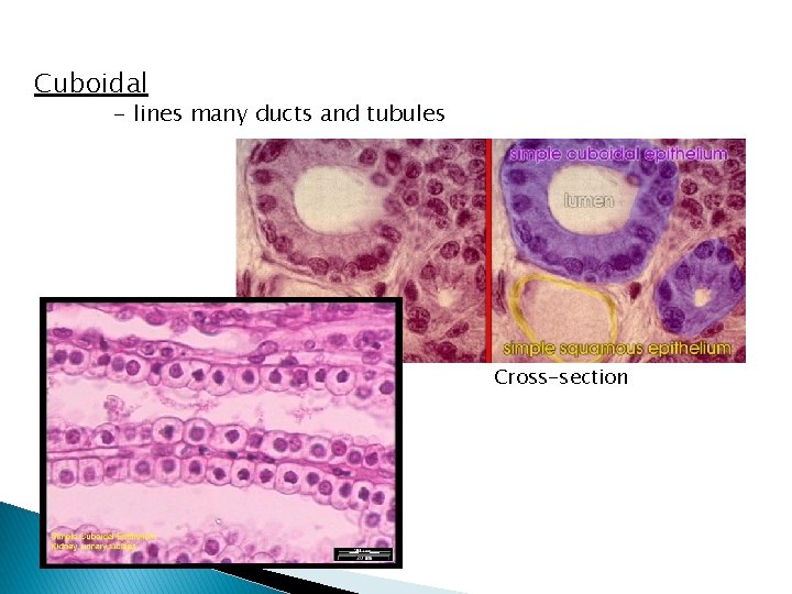 Cuboidal - lines many ducts and tubules Cross-section 