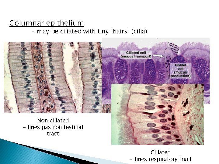 Columnar epithelium - may be ciliated with tiny “hairs” (cilia) Non ciliated - lines