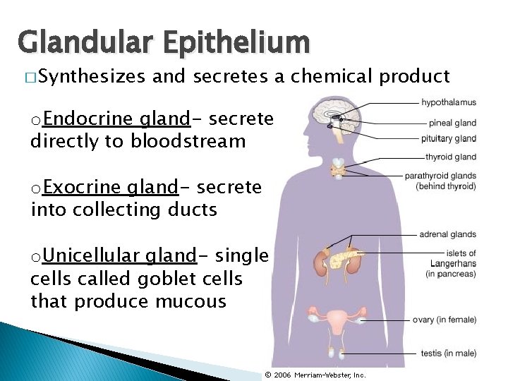 Glandular Epithelium � Synthesizes and secretes a chemical product o. Endocrine gland- secrete directly