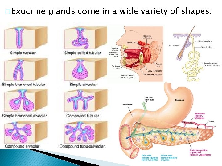� Exocrine glands come in a wide variety of shapes: 