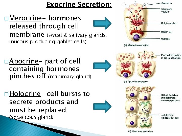Exocrine Secretion: � Merocrine- hormones released through cell membrane (sweat & salivary glands, mucous