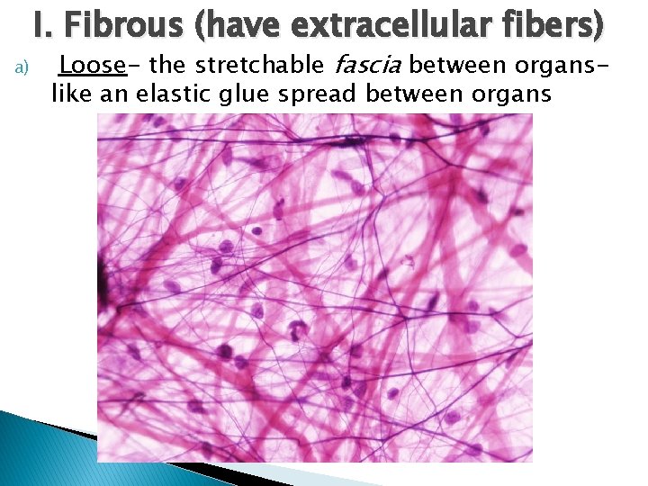 I. Fibrous (have extracellular fibers) a) Loose- the stretchable fascia between organslike an elastic
