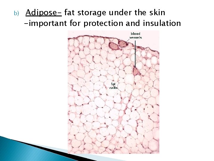b) Adipose- fat storage under the skin -important for protection and insulation 