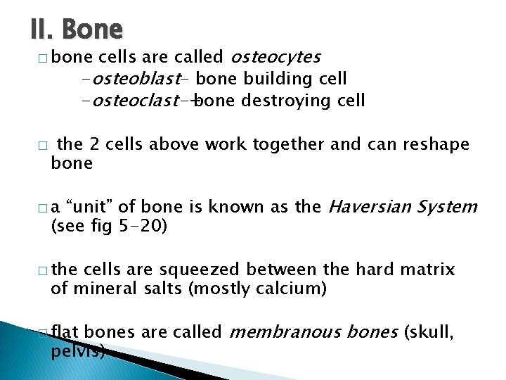 II. Bone cells are called osteocytes -osteoblast- bone building cell -osteoclast- bone destroying cell
