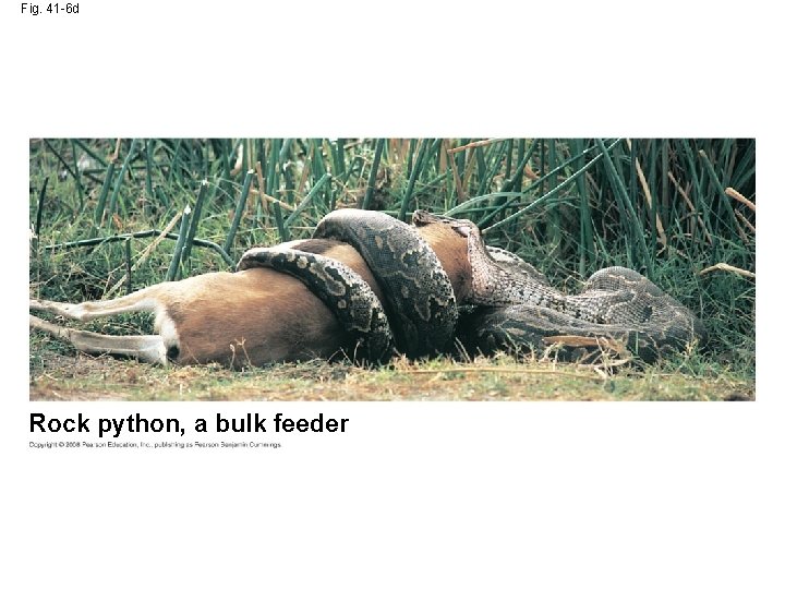 Fig. 41 -6 d Rock python, a bulk feeder 