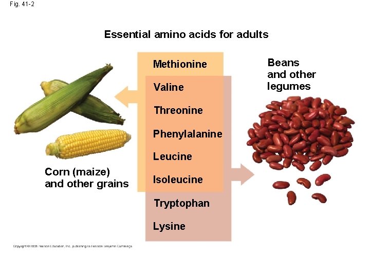 Fig. 41 -2 Essential amino acids for adults Methionine Valine Threonine Phenylalanine Leucine Corn