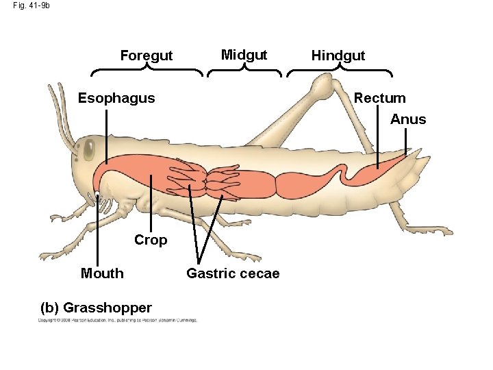 Fig. 41 -9 b Foregut Midgut Esophagus Rectum Anus Crop Mouth (b) Grasshopper Hindgut