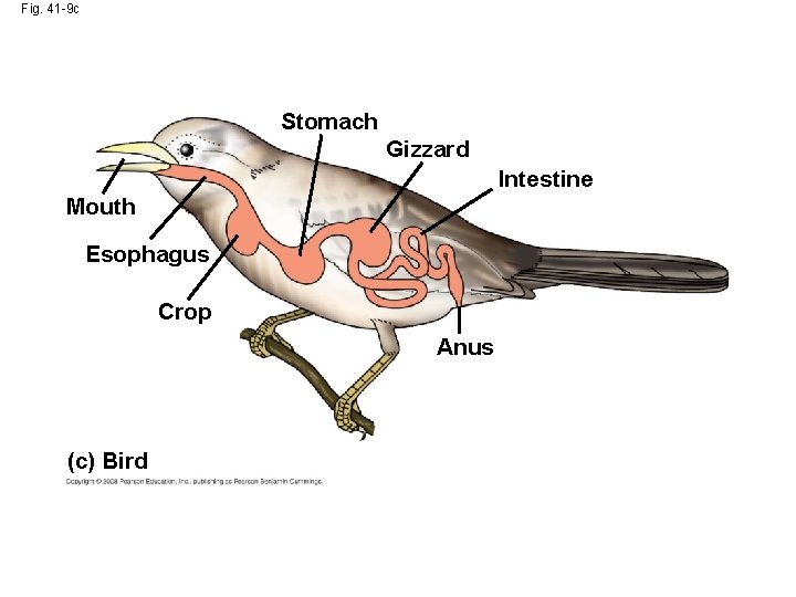 Fig. 41 -9 c Stomach Gizzard Intestine Mouth Esophagus Crop Anus (c) Bird 