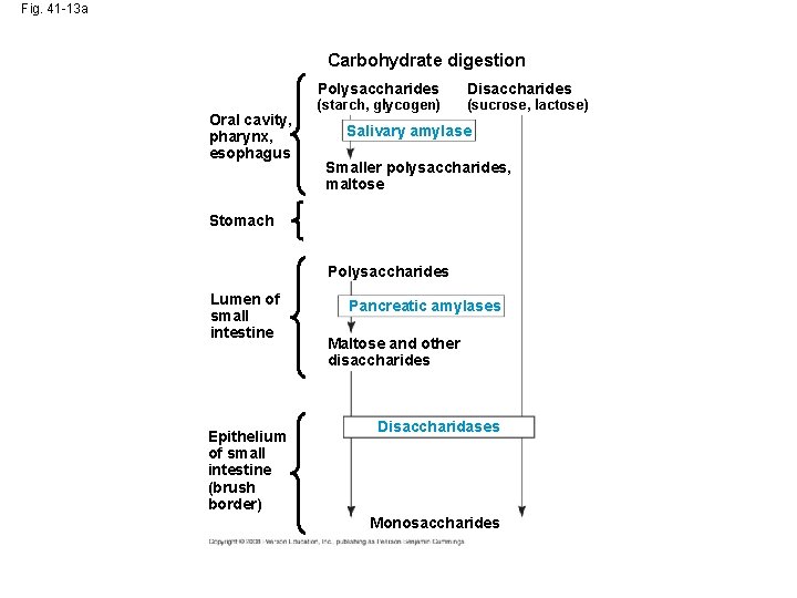 Fig. 41 -13 a Carbohydrate digestion Polysaccharides Oral cavity, pharynx, esophagus (starch, glycogen) Disaccharides