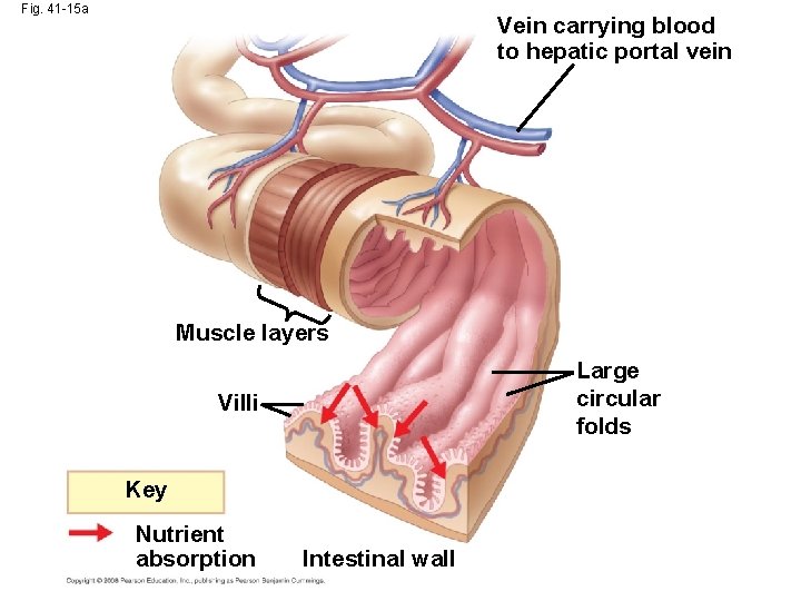 Fig. 41 -15 a Vein carrying blood to hepatic portal vein Muscle layers Large