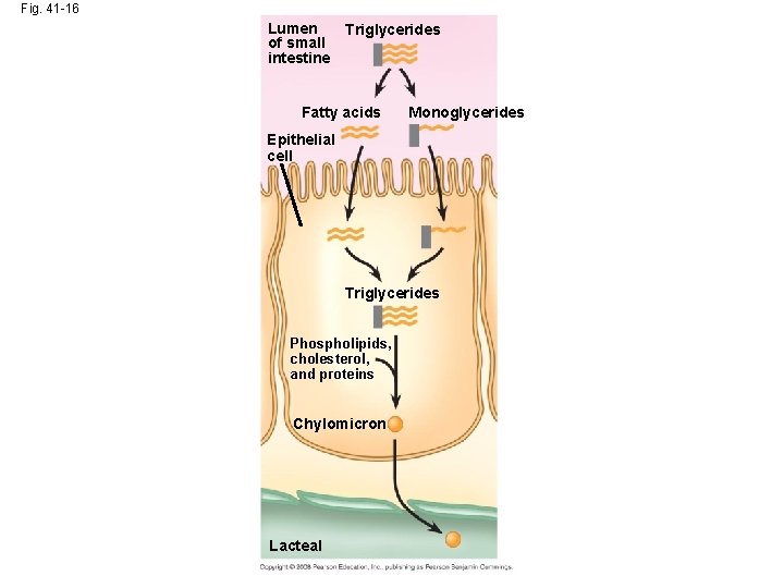 Fig. 41 -16 Lumen of small intestine Triglycerides Fatty acids Monoglycerides Epithelial cell Triglycerides