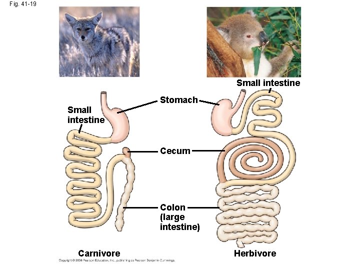 Fig. 41 -19 Small intestine Stomach Small intestine Cecum Colon (large intestine) Carnivore Herbivore