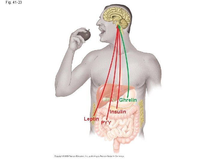 Fig. 41 -23 Ghrelin Insulin Leptin PYY 