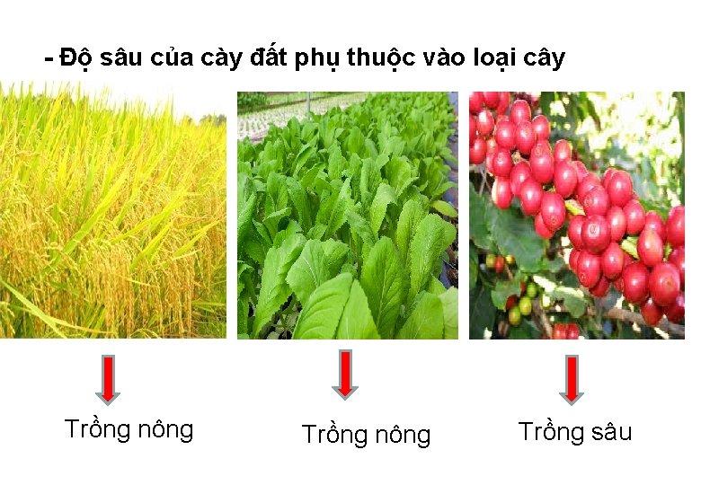 - Độ sâu của cày đất phụ thuộc vào loại cây Trồng nông Trồng