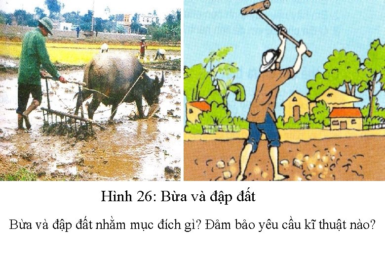 Hình 26: Bừa và đập đất nhằm mục đích gì? Đảm bảo yêu cầu