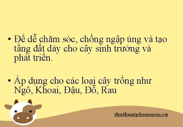  • Để dễ chăm sóc, chống ngập úng và tạo tầng đất dày