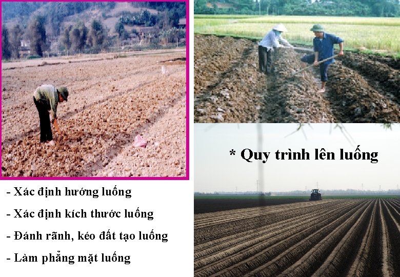 * Quy trình lên luống - Xác định hướng luống - Xác định kích