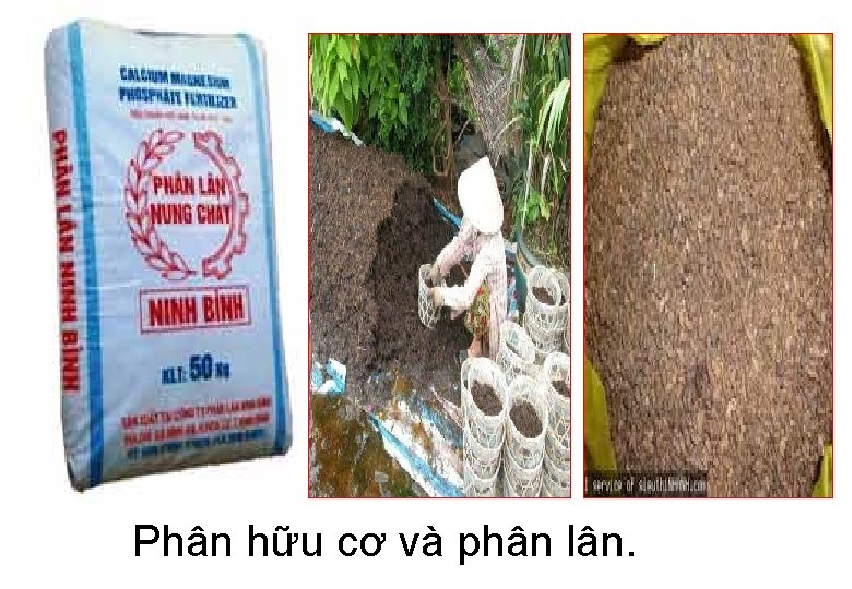 Phân hữu cơ và phân lân. 