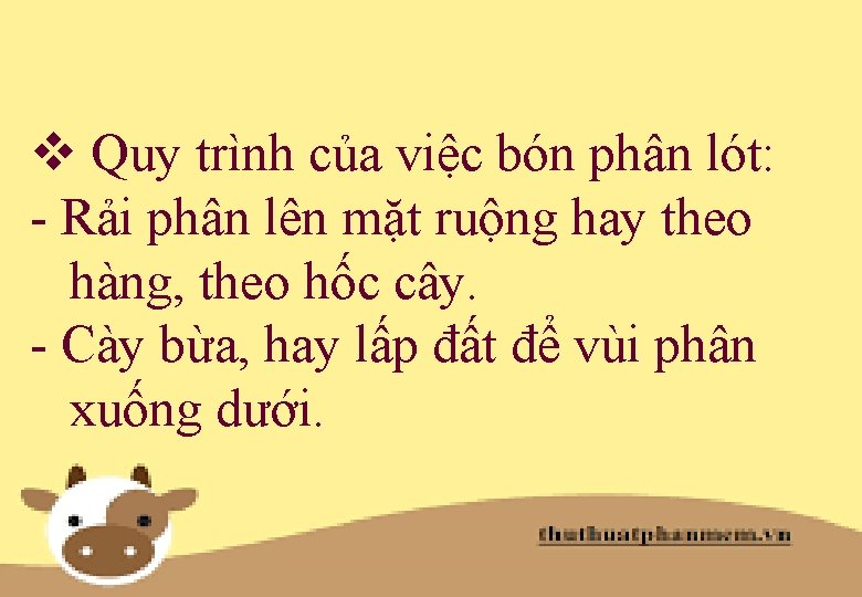 v Quy trình của việc bón phân lót: - Rải phân lên mặt ruộng