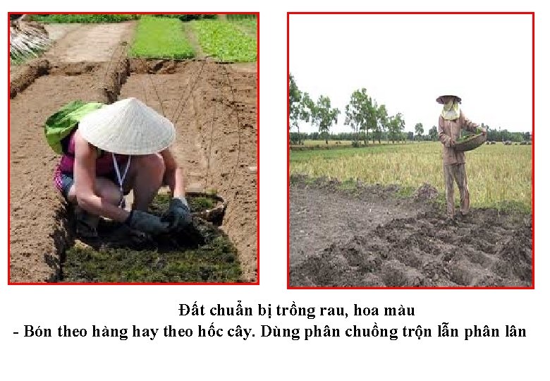 Đất chuẩn bị trồng rau, hoa màu - Bón theo hàng hay theo hốc