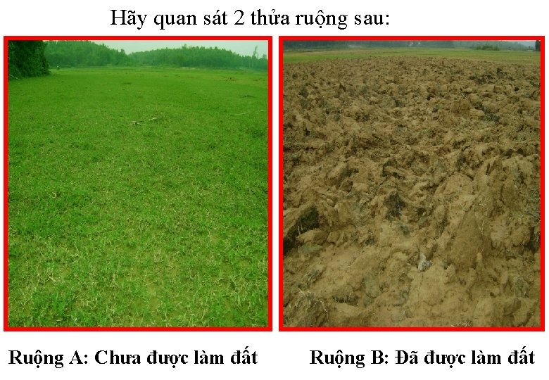 Hãy quan sát 2 thửa ruộng sau: Ruộng A: Chưa được làm đất Ruộng