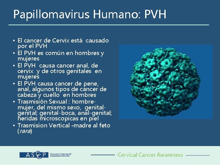 Papillomavirus Humano: PVH • El cancer de Cervix está causado por el PVH •