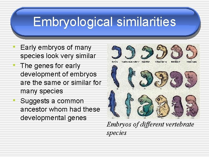 Embryological similarities • Early embryos of many • • species look very similar The