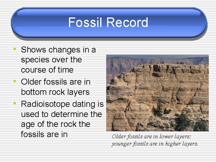 Fossil Record • Shows changes in a • • species over the course of