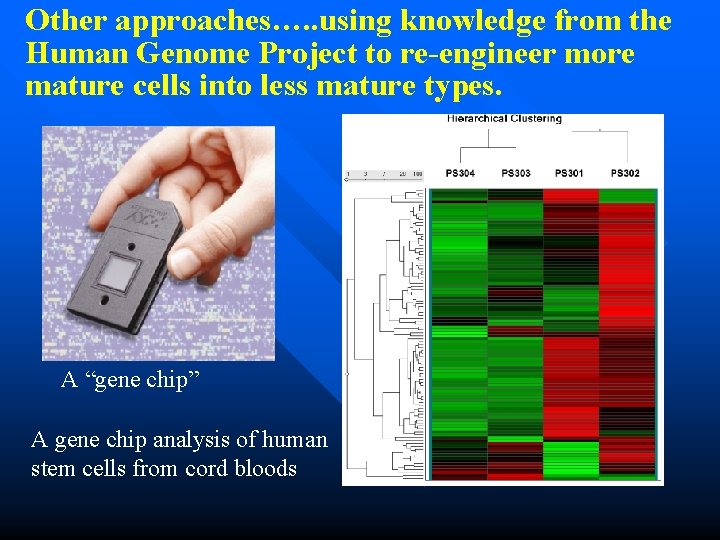 Other approaches…. . using knowledge from the Human Genome Project to re-engineer more mature