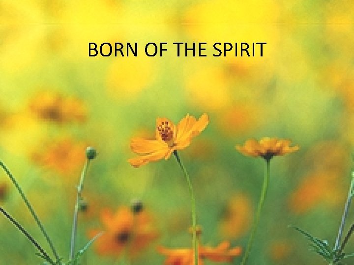 BORN OF THE SPIRIT 