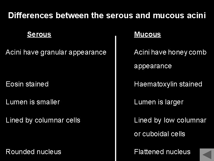 Differences between the serous and mucous acini Serous Acini have granular appearance Mucous Acini