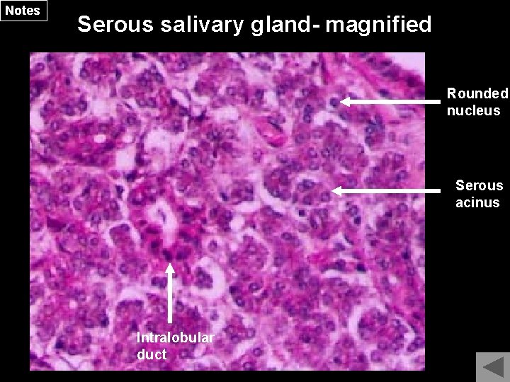 Notes Serous salivary gland- magnified Rounded nucleus Serous acinus Intralobular duct 