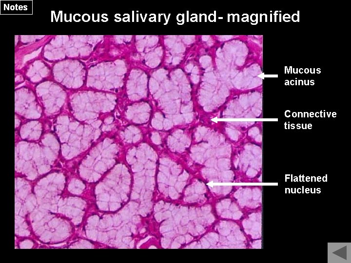 Notes Mucous salivary gland- magnified Mucous acinus Connective tissue Flattened nucleus 