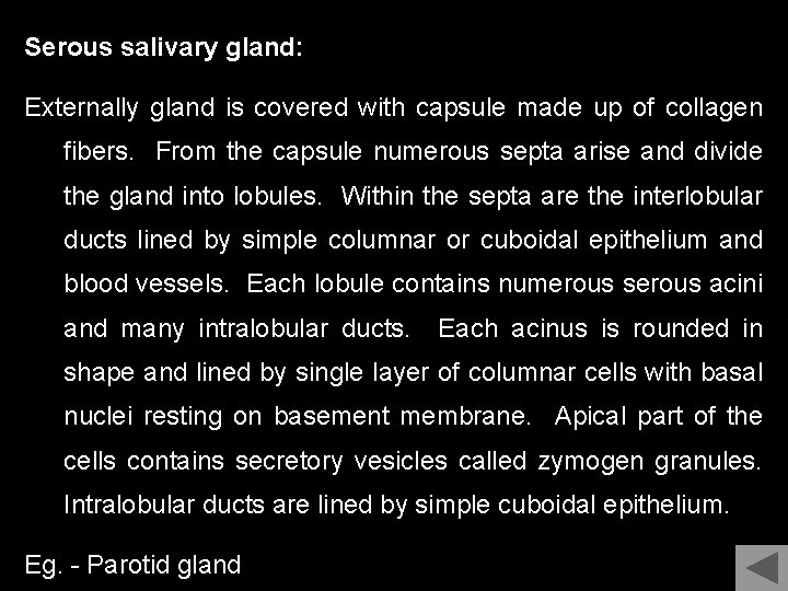 Serous salivary gland: Externally gland is covered with capsule made up of collagen fibers.