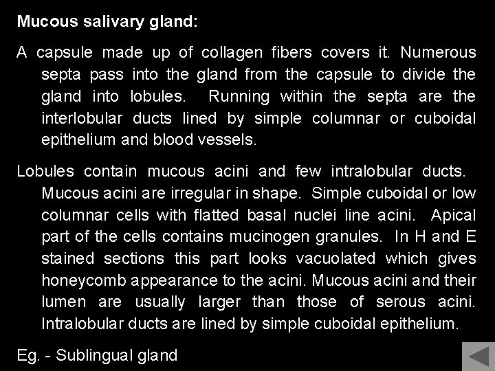 Mucous salivary gland: A capsule made up of collagen fibers covers it. Numerous septa