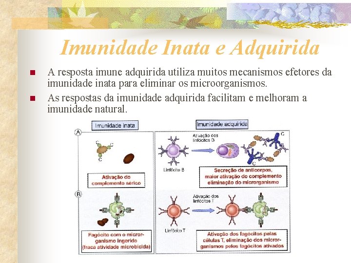 Imunidade Inata e Adquirida n n A resposta imune adquirida utiliza muitos mecanismos efetores