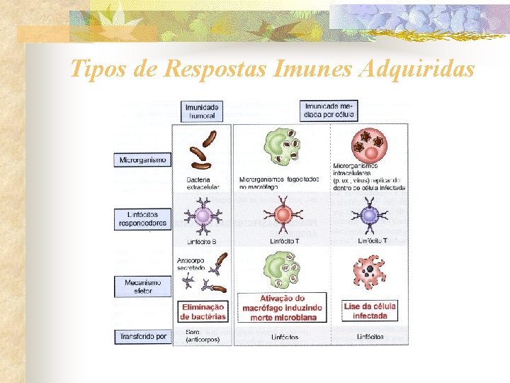 Tipos de Respostas Imunes Adquiridas 